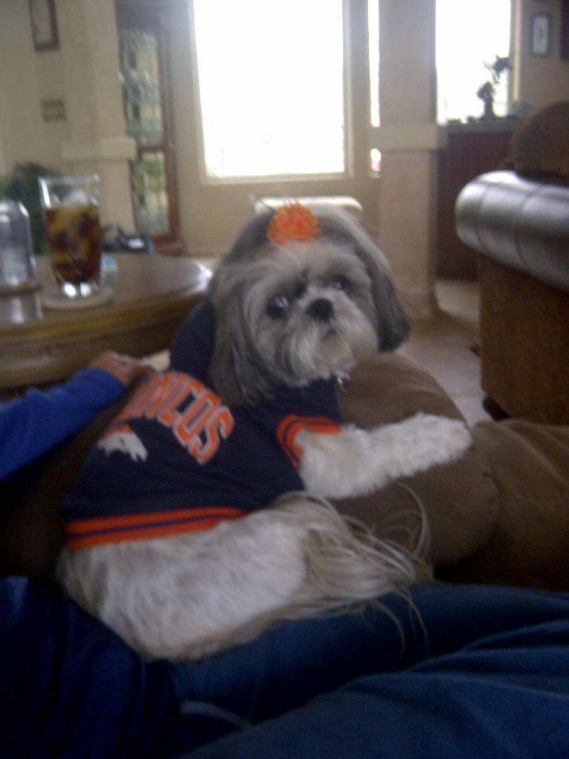Our little Daisy is getting ready for the Bronco game and she is decked out in her Bronco jacket ready to go!!