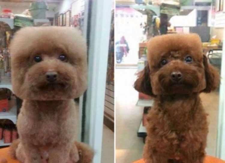 How about a square dog?