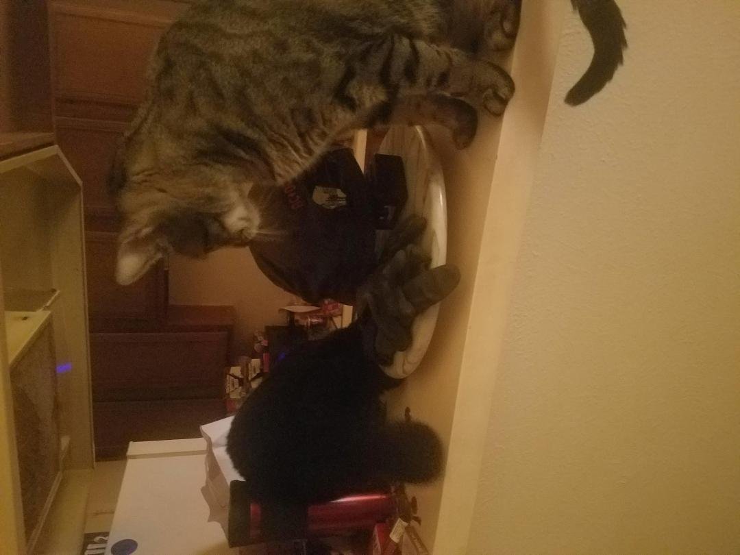 Here we go with the game of cats knock everyting to floor watch richard pick it up