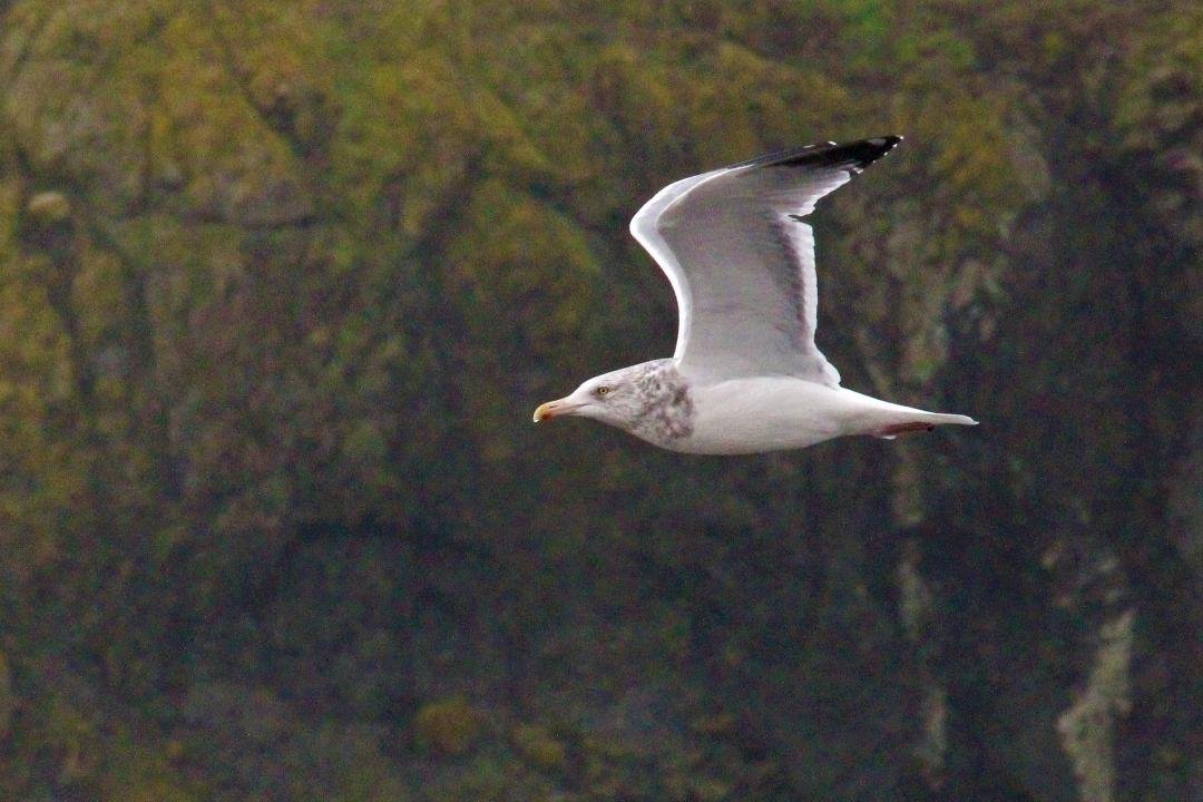 Seagull at Cape Arago