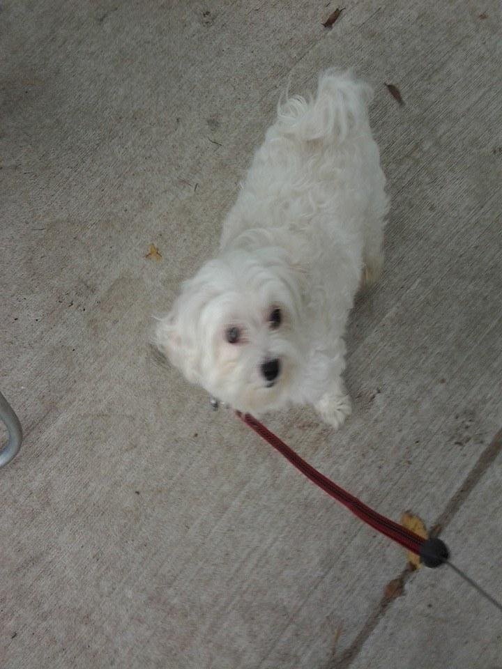 Happy Dog Day,Sissy!!!!