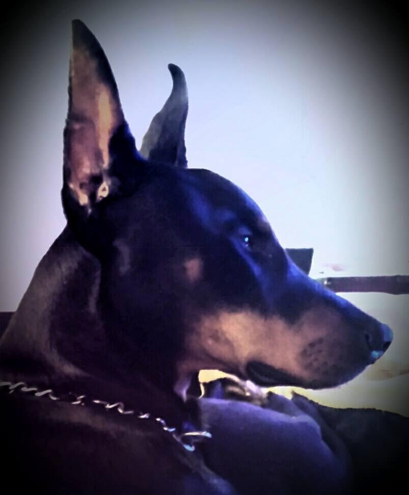 Hammer, deep in thought about his night with Sophie
(female Dobie) , his first! !