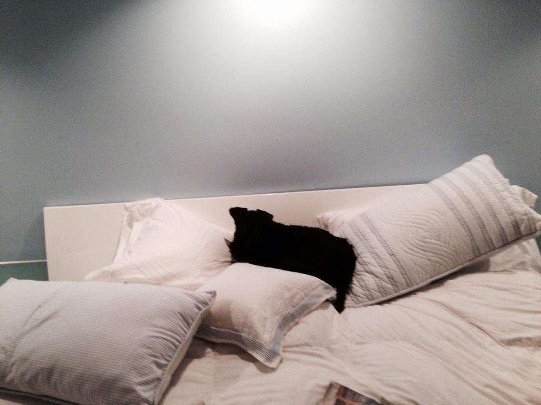 Kerry Blue Terrier nesting for the night. Not wrapped around my head yet