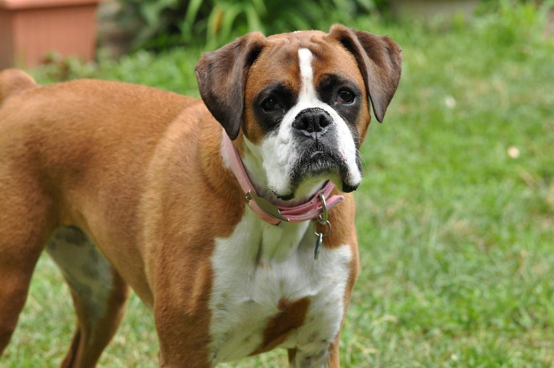 Happy Birthday to the BEST Dog!  Lucy is 12 years old today! (Not a current photo).