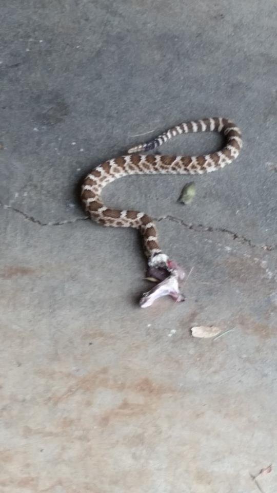 Found under my car in garage