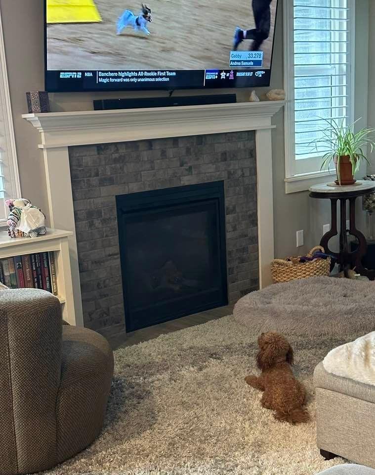 Winston is loving the agility races on tv. He loves watching the dog shows, crazy🐾🐾
