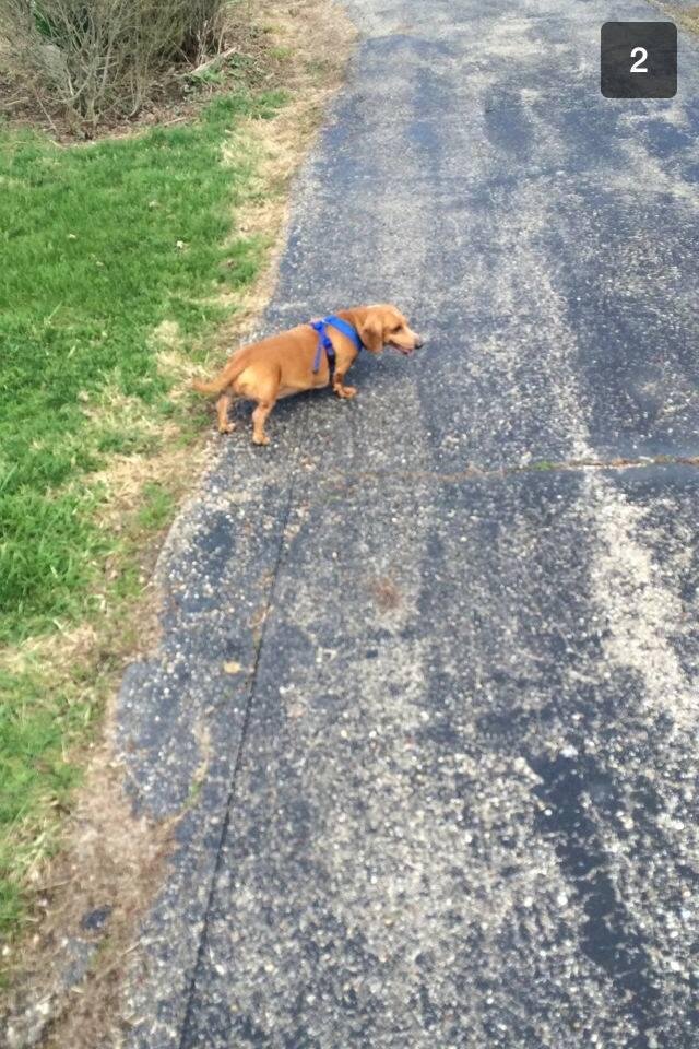 Emmett on a walk