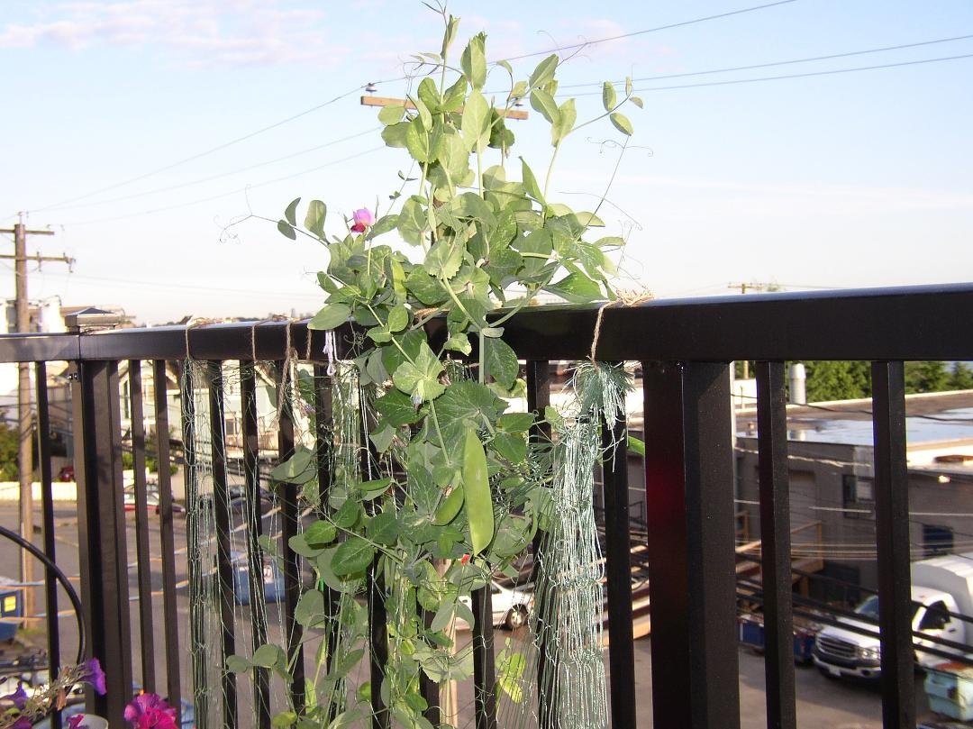 There are the peas that were dried and kept in a freezer for 25 years. Proves that cryonics work!!!