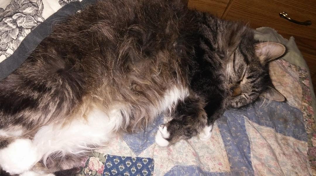 My new friend Theo he's 1 years old and he is a main coon. Love him
