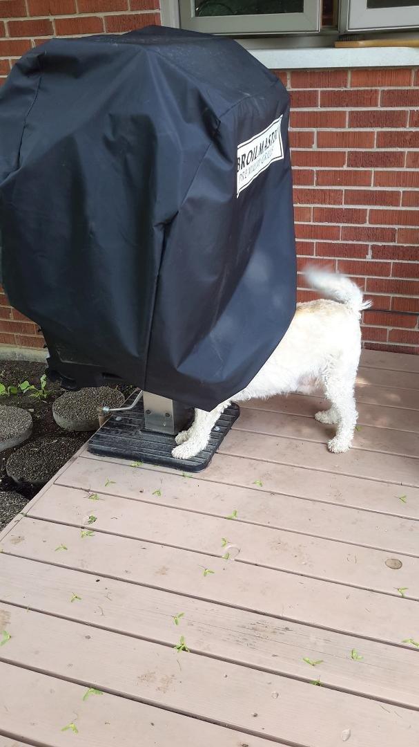When your dog is trying to hide in the grill, you know these damn fireworks are bad. Hang on Seamus. It's going to get a whole lot worse before it gets better.