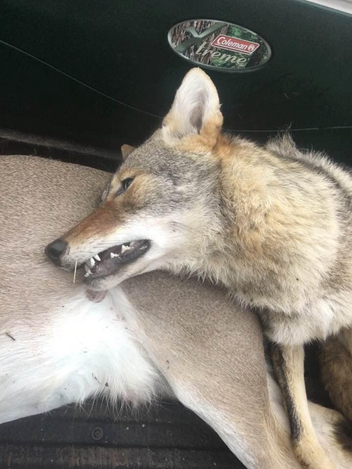 Coyote killed on ranch. He was a beauty but he chased the cattle. Young man next door shot him. Now to go hog hunting in Feb