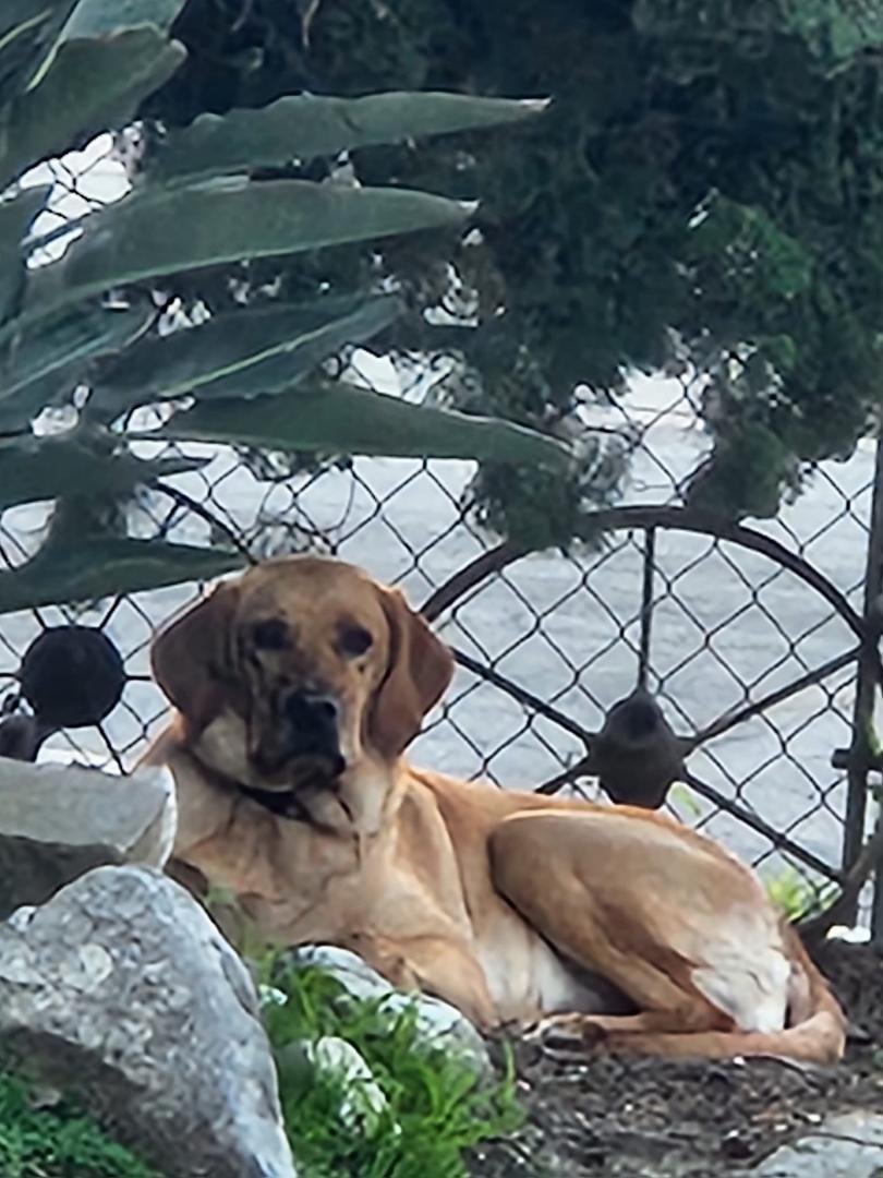 Happy 2nd Birthday to our Lovely puppy, Shelby!!!