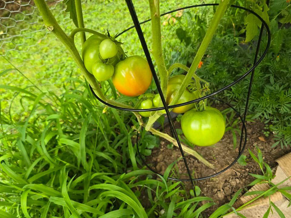 Marti M Fruit's album, Mobile uploads