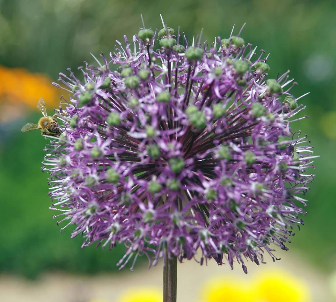 Flower with Honey Bee, Denver