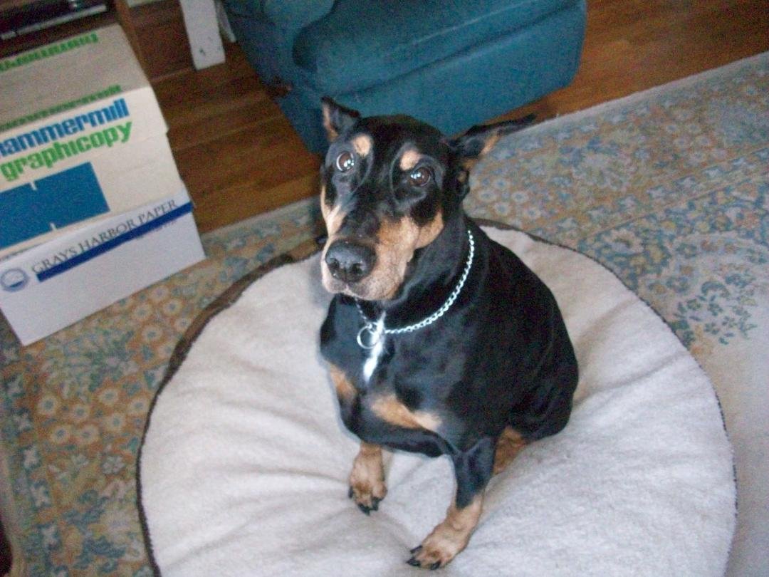 My dog heidi who turned 12 yesterday.