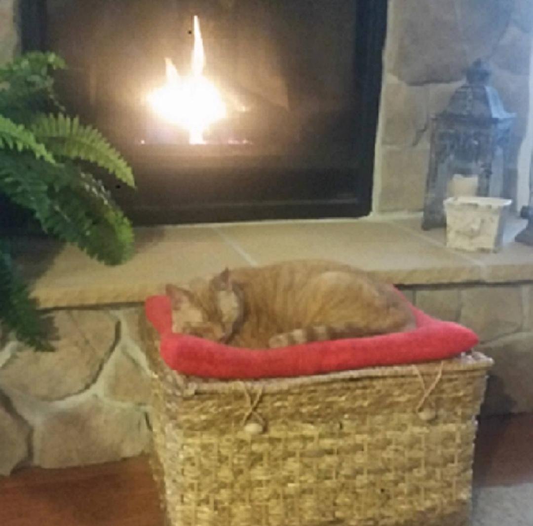 All is well at the Russell household this winter afternoon.