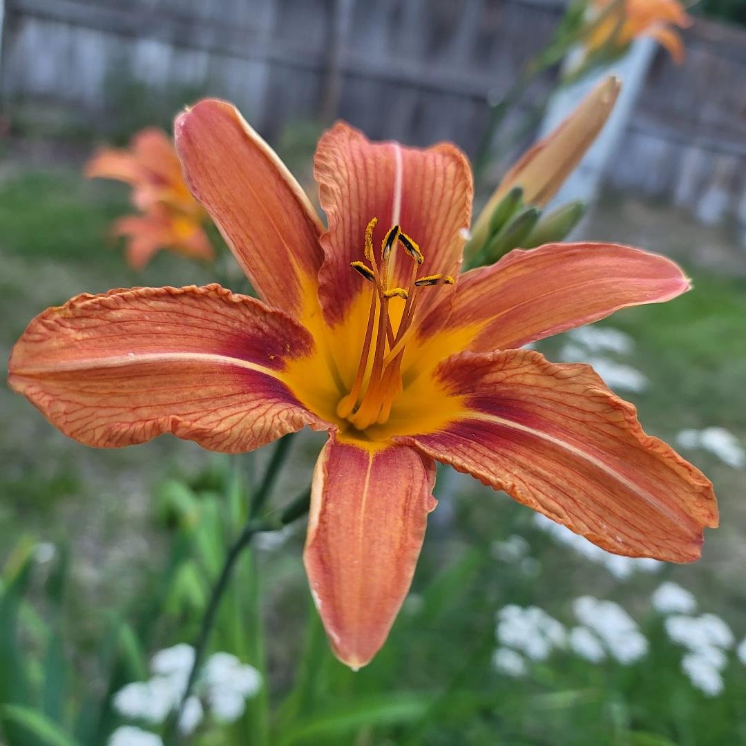 Today is day 5 of my “Life is Good” challenge. At the request of my beautiful cousin Amber Wooters, for 10 days I am to post a photo that brings me joy (no explanation), because we all need to choose joy right now. If I cho