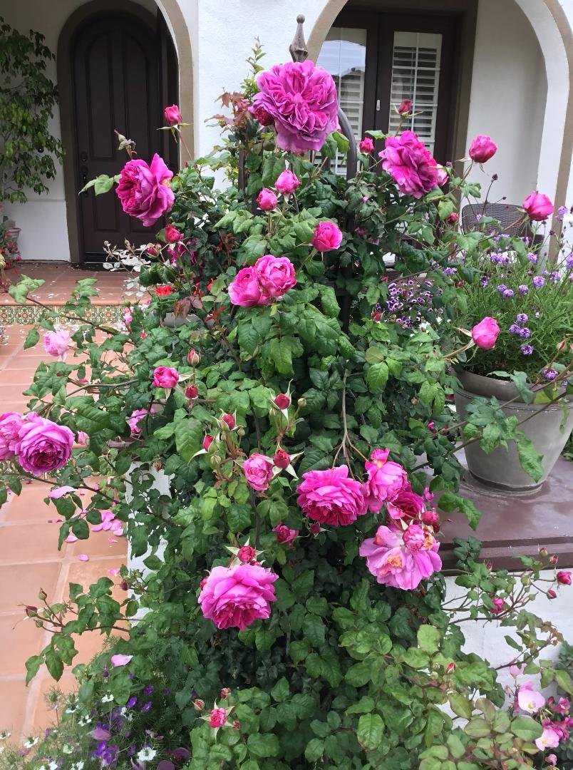 Young Lycidas rose on a metal obelisk.
