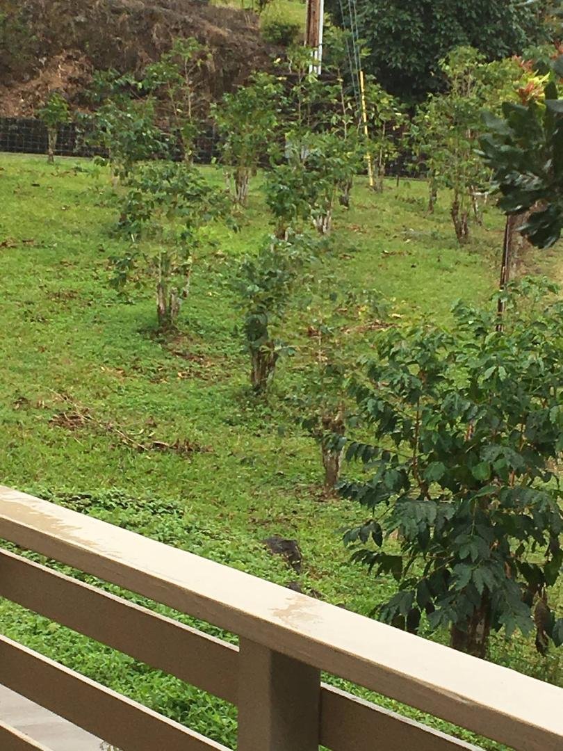 Coffee trees after final pick and prune thanks Brian Murray