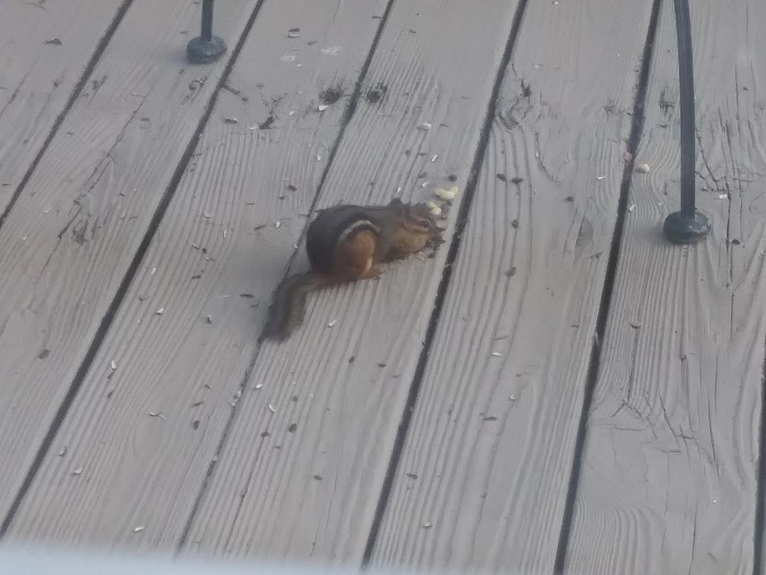 We had a guest for breakfast.