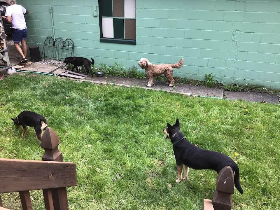Dog party this weekend. Party down. 🐕🐕