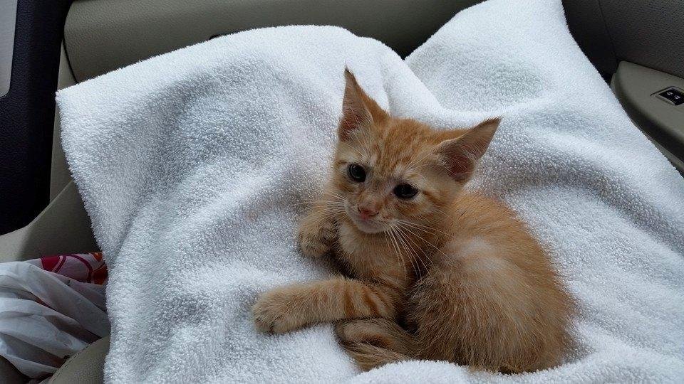 This is our new kitty .He is 5 weeks old and weighs 1.5 lbs
He was rescued from the bushes by a friend in Wilton Manors..so now wr call him Manny.