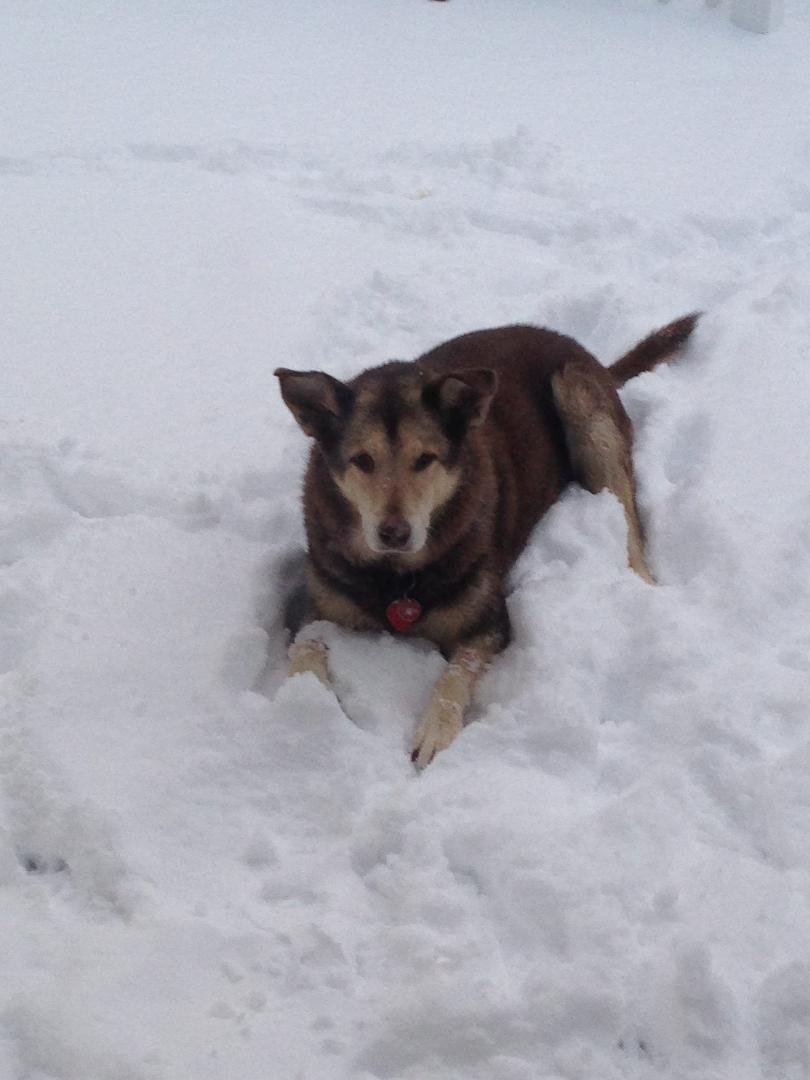 Pretty Dog Lexi