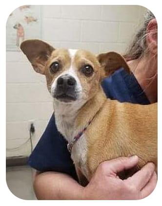 This little guy needs a good home or temporary fostering fast. He is at the Apple Valley shelter and his time is running out.