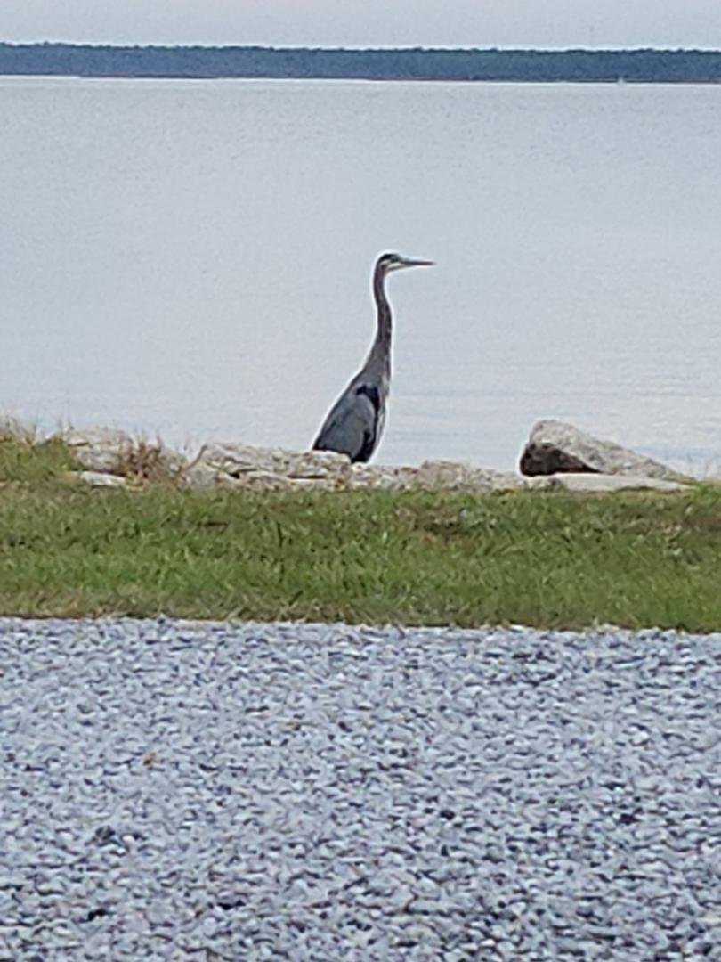 The back bay is so still. If any fish even think about coming out I'm sure they will get caught immediately. This guy hangs around the fishermen and gets the ones that are too small to keep. He is well fed!
