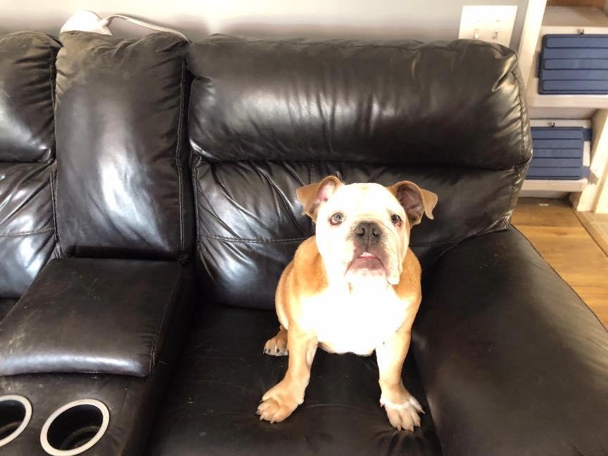 My little stinker Kash can now get on the furniture, poor Roxie and Spikes lives have gone to a new level of hell. I think it’s called puppy hell lol. I’m there with them! We love him more than anything. 😋😋😋❤️❤️❤️ He’s 5