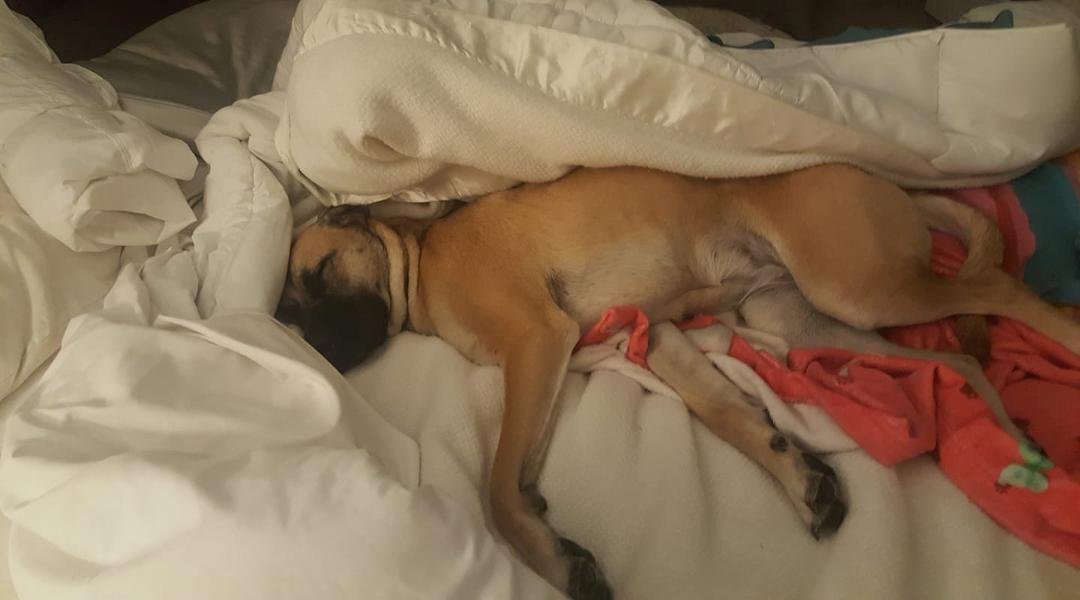 My baby after a hard day of hunting