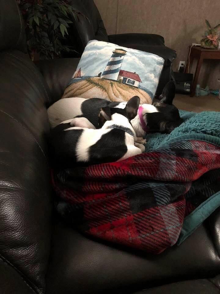 They both snoring 💤