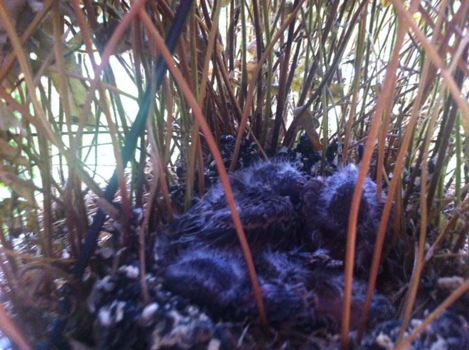 The fern is definitely dead but the birdies have hatched :)