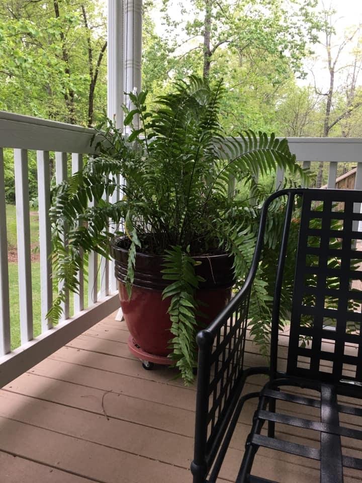 I just put this fern out last weekend and already have a mama bird with nest complete with eggs. I guess I will be watering carefully in the future. Life on the mountain is a hoot!