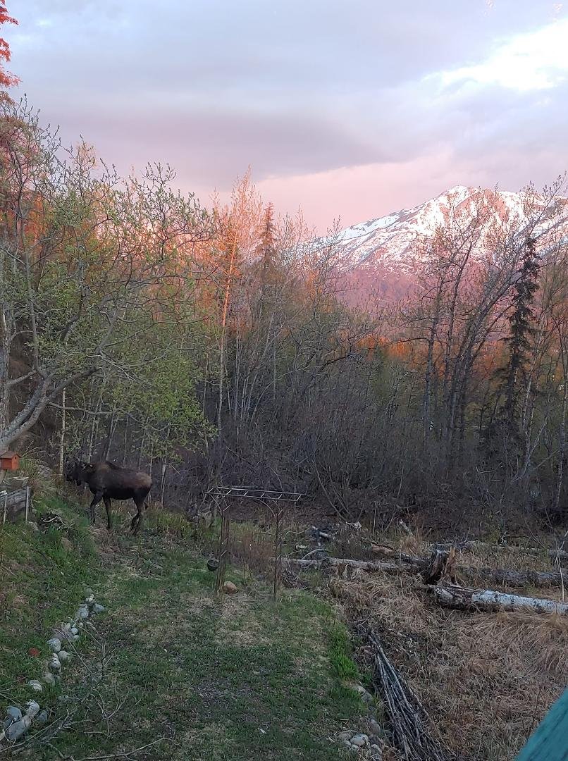 Sylvia Milligrock. This is the last pix I took. Moose I named Dr. Huffnagel. 😁 And Chugach Mountain Range South of us at sunset. 🤗💞🎶☕🌿