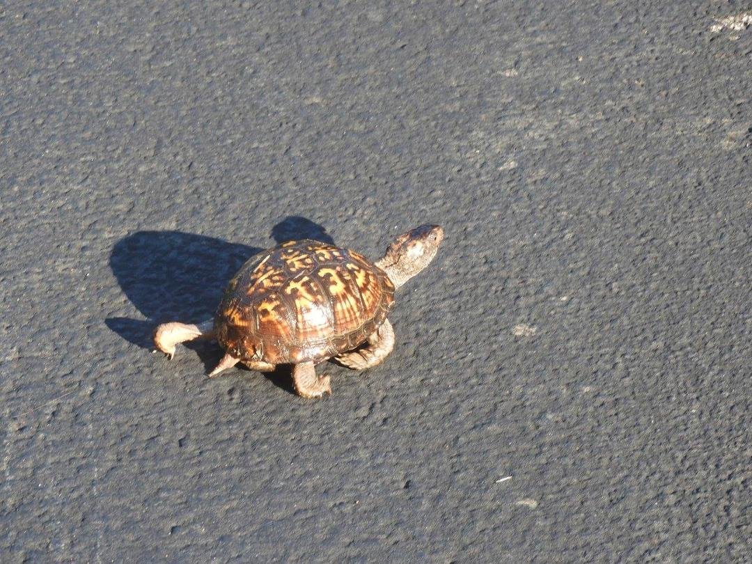 Eastern Box Turtle strolling along.