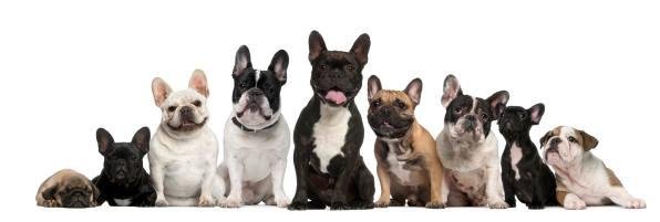 my 3 new dogs