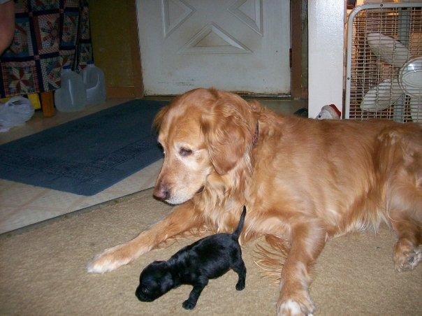 Puppy (now known as Hank) and Miss Maggie, our golden retriever at 5 weeks old