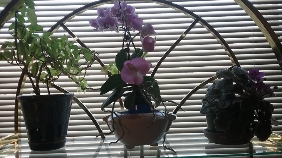 Phyllis Reed's album, Timeline Photos