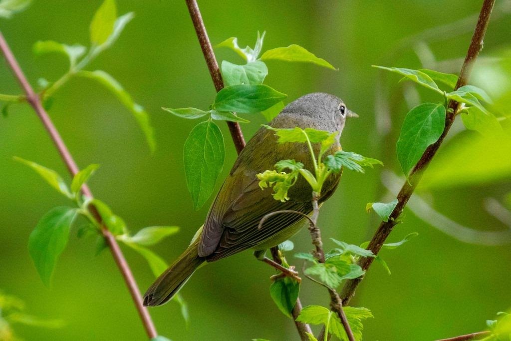 Nashville Warbler