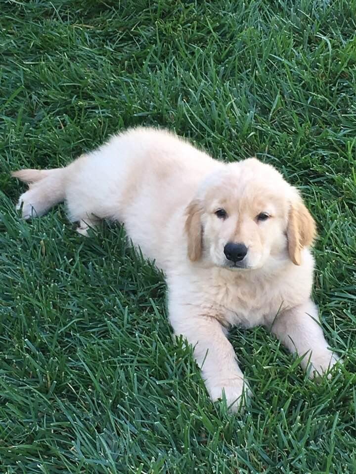 Happy Birthday Bentley!!!