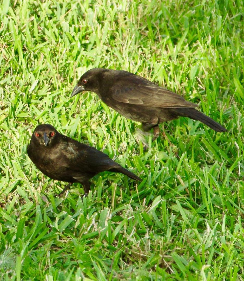 Two bronzed cowbirds (once known as red-eyed cowbirds) in the Big Branch Marsh National Wildlife Refuge in Louisiana near the north shore of Lake Pontchartrain. The stare of the one is arresting, if not demonic.