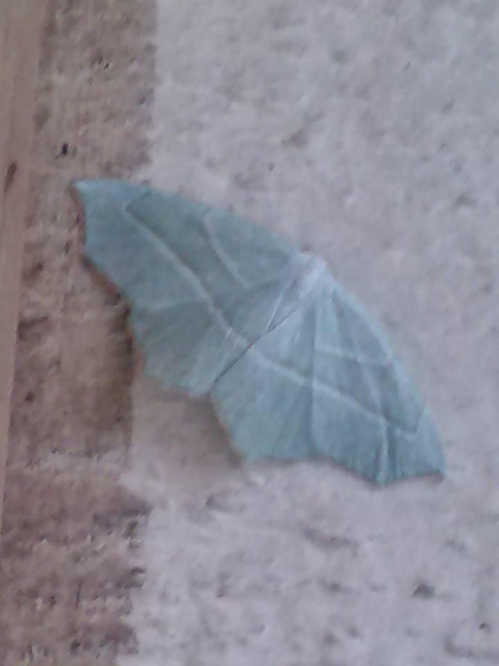 I have never seen a moth this color? ??