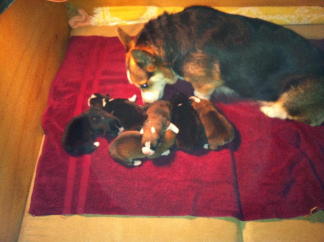 Here they are pups and mom
