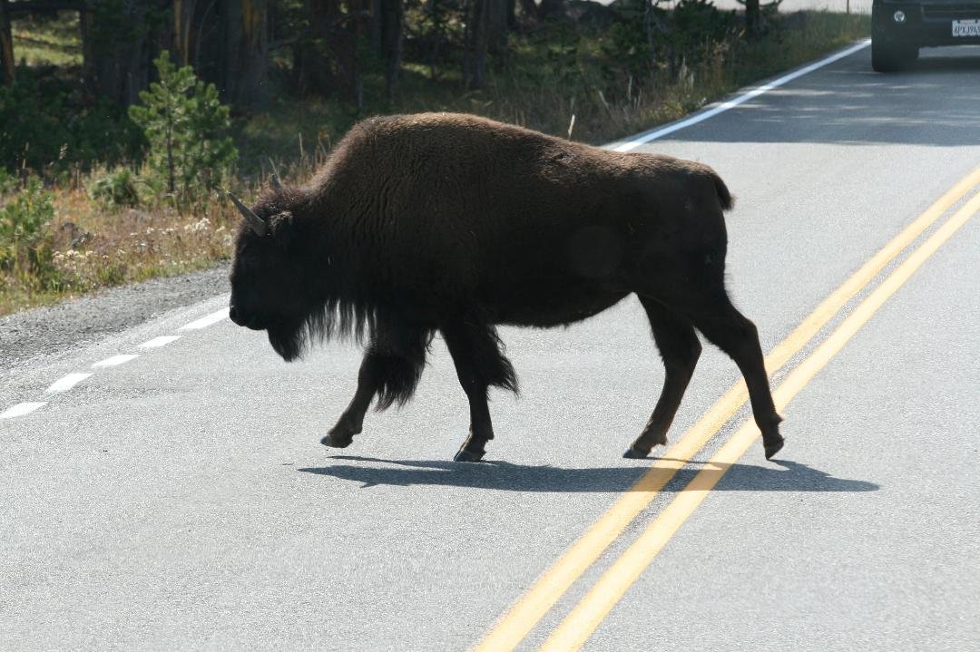 Bison have the right of way at Yellowstone!