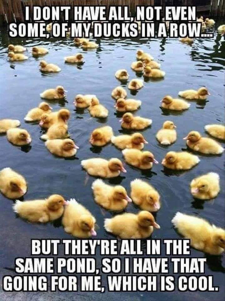 Mildred Duck: get your ducks in order!!