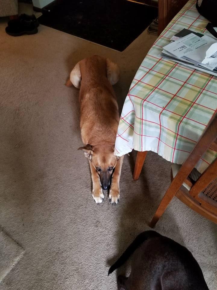 Waiting patiently for dinner.