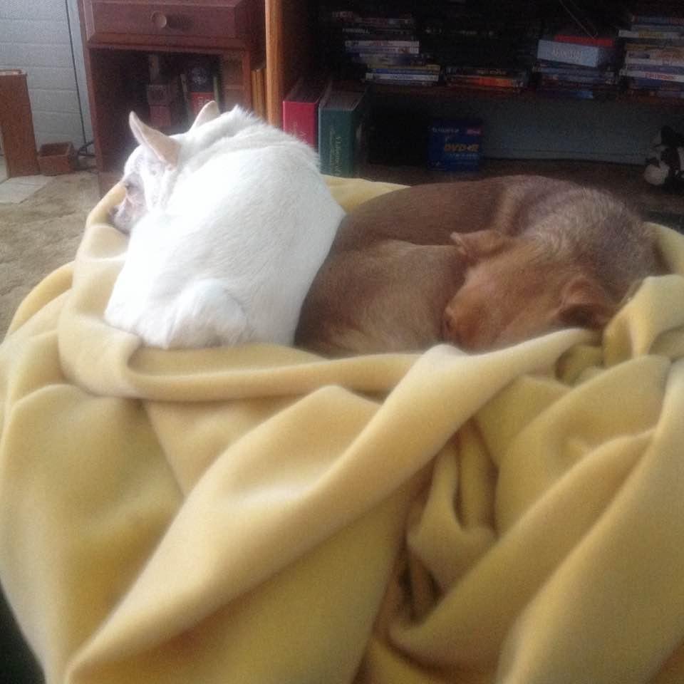 The girls just chilling!!! Reminds me of Kiki and Necee (butt to butt)!!