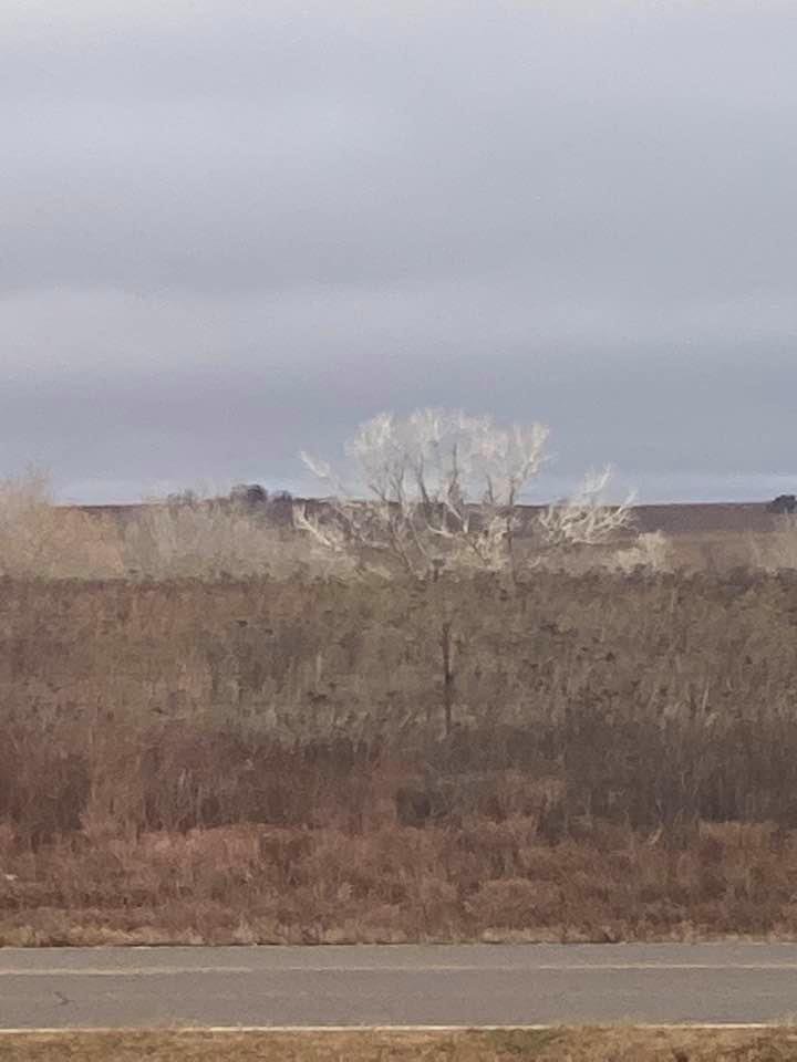 Check out the bush with the sun shining on it.