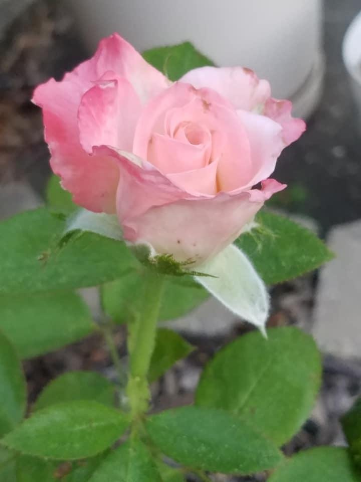 Daniel Wilson's album, Mobile Uploads